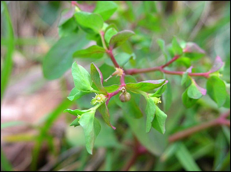 Euphorbia peplus / Euforbia minore